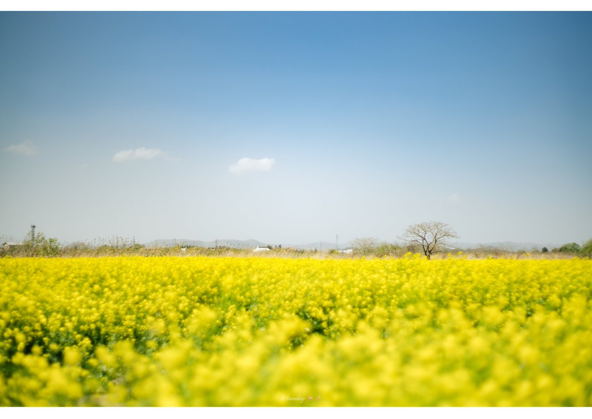 ふんわりとしたオールドレンズの雰囲気が個人的には好み📸✨