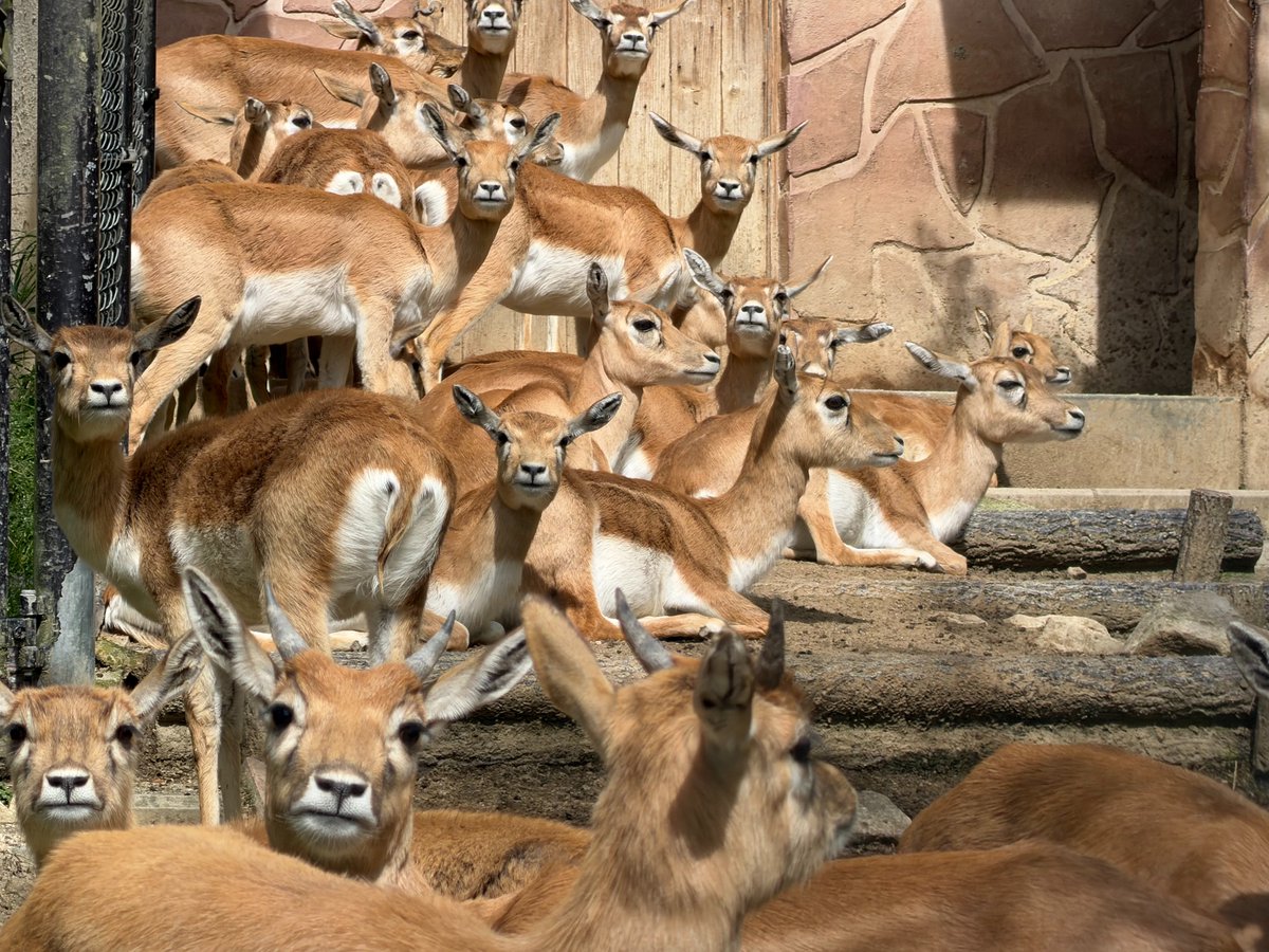 広島市安佐動物公園【公式】 tweet media