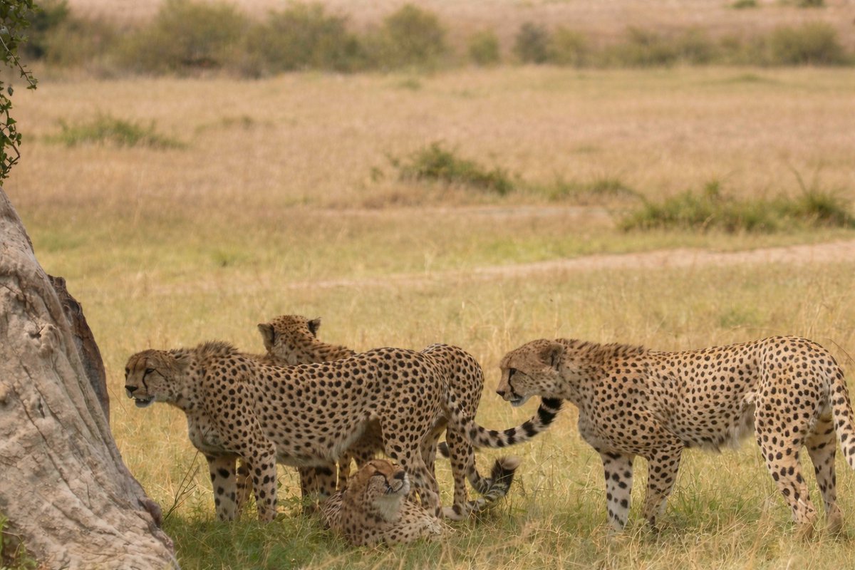 africansermonsa's tweet image. 5-Day Luxury Safari Package 🏨.
Luxury safari experience covering Maasai Mara, Amboseli, and Nakuru. Private tours and lodges included.
👉 Book your 5-Day Luxury Safari today!  africansermonsafaris.com/maasai-mara-la…

#LuxurySafari #KenyaSafariTours #SafariAdventure #AfricanSafari #KenyaTravel