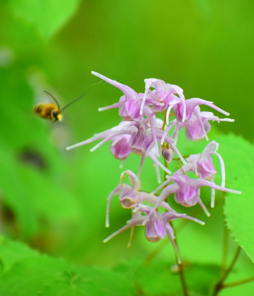 miyomiyomiyo345's tweet image. 「みよアルバム📷」

イカリソウ☆

花言葉『旅立ち』『人生の出発』

4/14  昭和記念公園にて…📷

#photography 
#photo 
#写真で伝えたい私の世界
