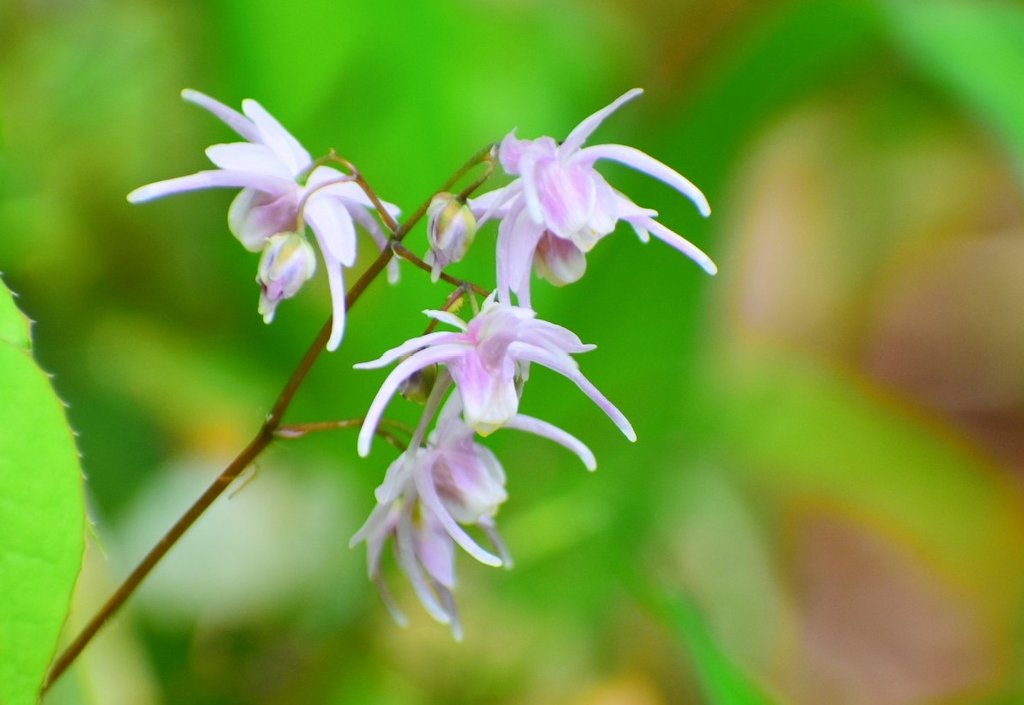 miyomiyomiyo345's tweet image. 「みよアルバム📷」

イカリソウ☆

花言葉『旅立ち』『人生の出発』

4/14  昭和記念公園にて…📷

#photography 
#photo 
#写真で伝えたい私の世界