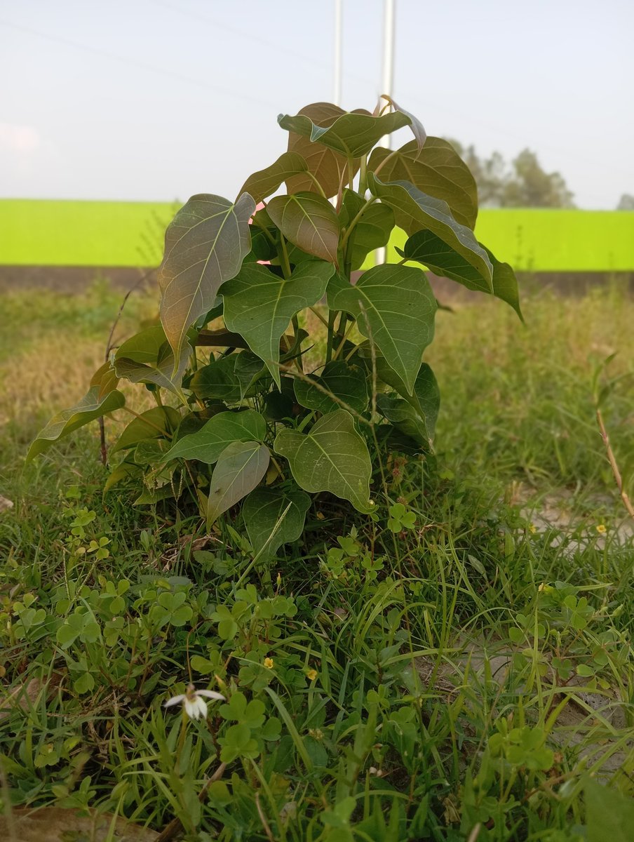 Millar.米勒 tweet media