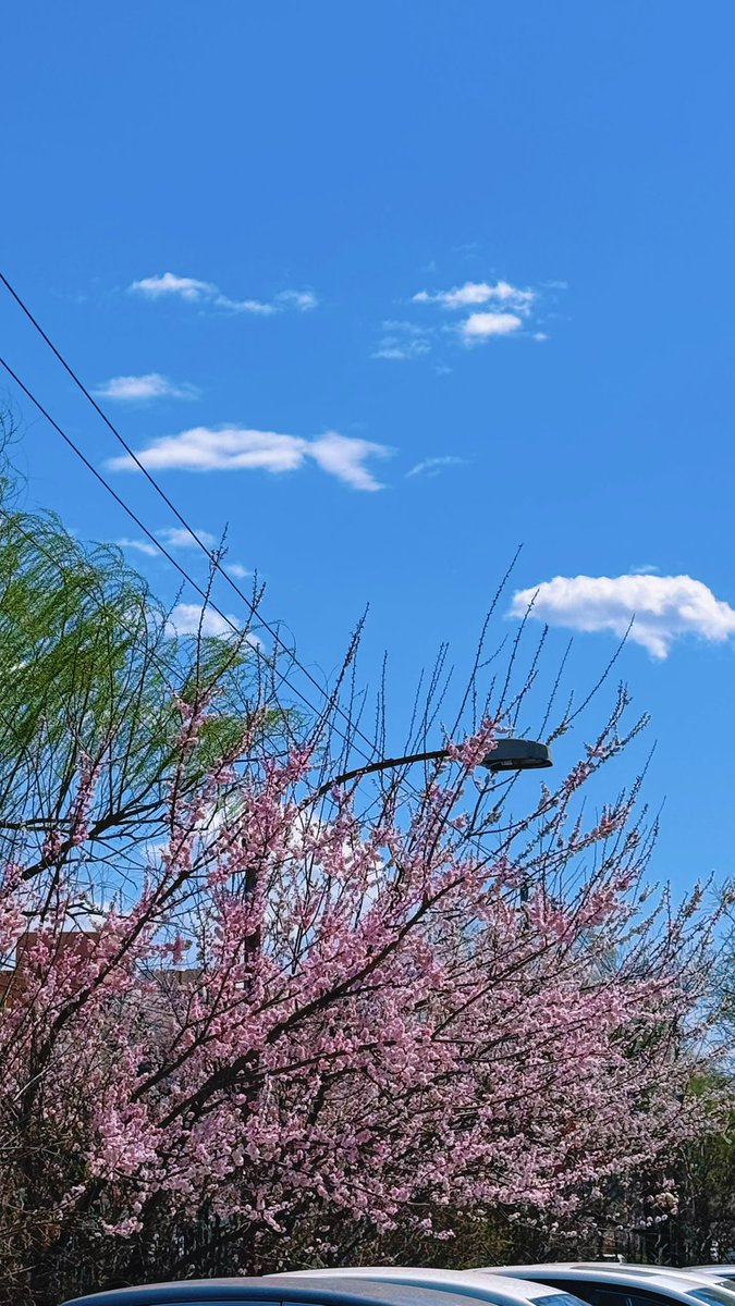 飞仙毒蛙 💯 tweet media