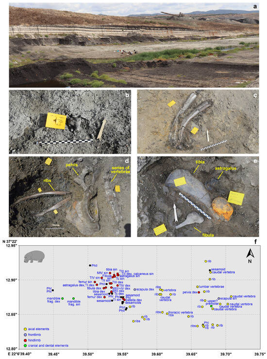 Quaternary_MDPI's tweet image. 🚨 Investigations in the upper Lower–Middle #Pleistocene deposits of the #MegalopolisBasin (Greece).

🔎 An updated overview including new results on the micro- and macro- #Mammal #Fauna.

✍️ by George E. Konidaris, et al.
🔗 brnw.ch/21x1MAk

#Quaternary #Marathousa