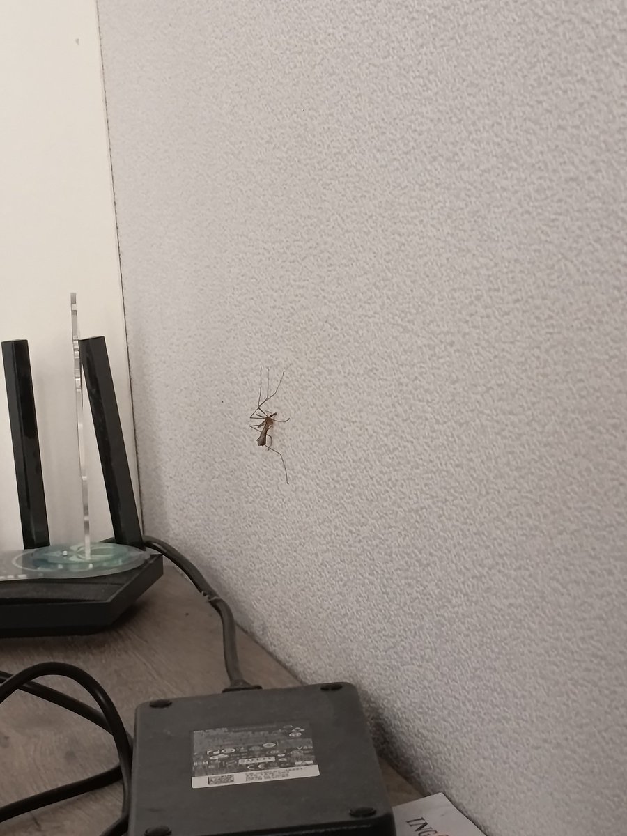 Valentine🐥🐁🇳🇱 tweet media