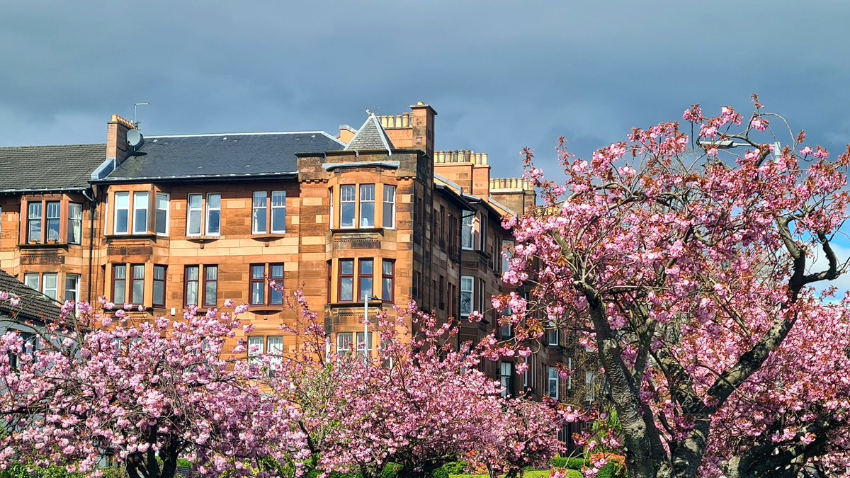 is_glasgow's tweet image. We seem to have reached peak cherry blossom here in Glasgow! 

#glasgow #cherryblossom #broomhill #architecture #tenement