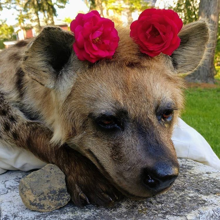 woof "pronouns" woofington tweet media