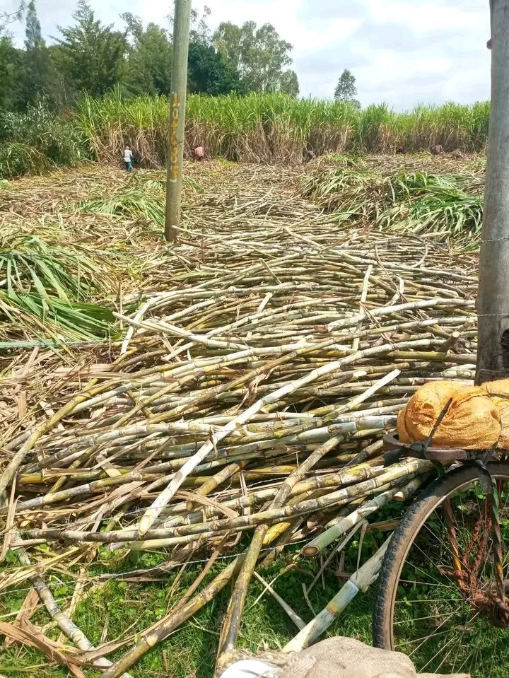 Herbert Seme tweet media