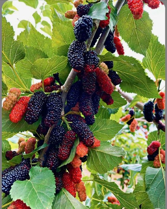 LobsangTse25770's tweet image. You ever eat this? 
Looks simple… but probably tastes insane.
#Food #Berries #Fruits