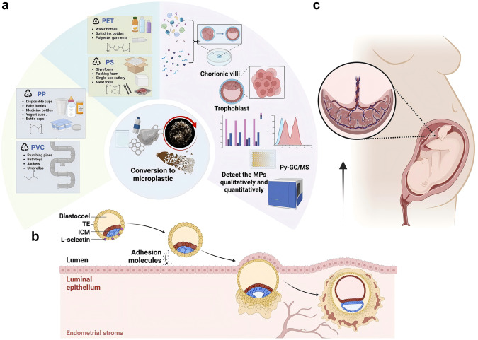 PlaferaC's tweet photo. /1
Microplastics have now been detected in early pregnancy tissue.
This changes the conversation. 🧵 https://t.co/0LpZdHkNnC
