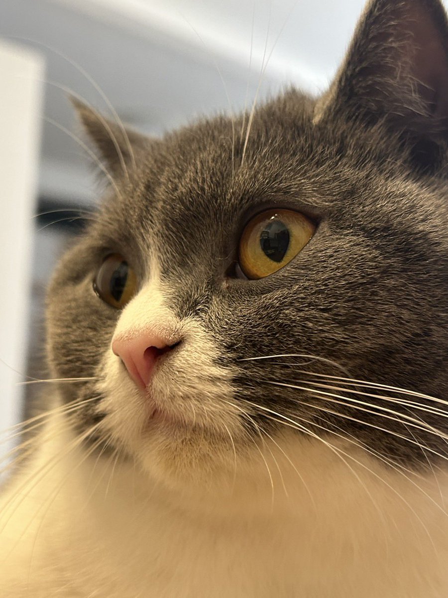 勅使河原宮 貞治 tweet media