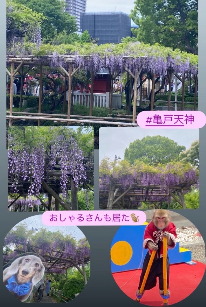 ラブくん💙ママ tweet media