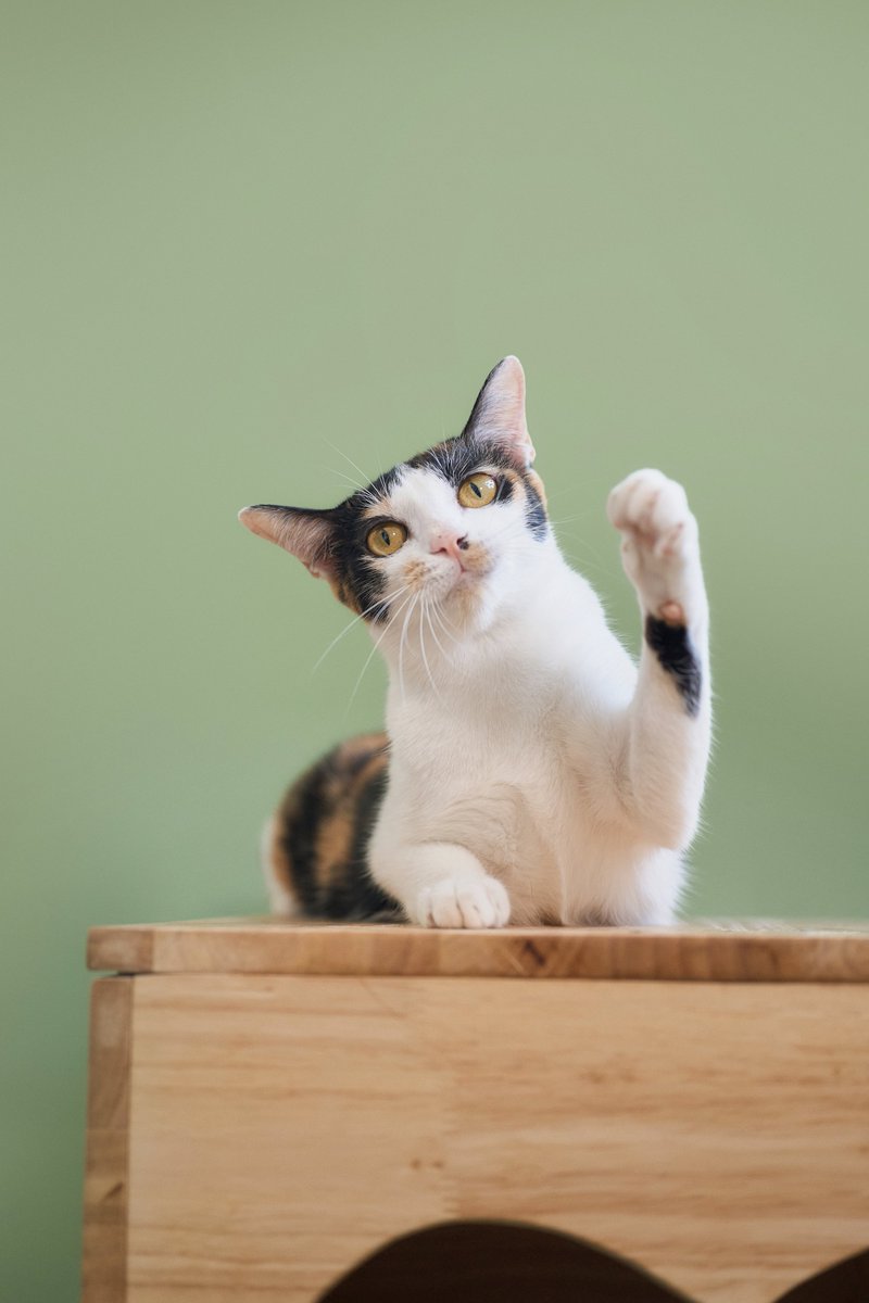 น้องแมวหาบ้านวันนี้🧡 

📷โดจา เพศเมีย อายุ 1 ปี 1 เดือน

สนใจรับเลี้ยงแอดไลน์ @adoptionth 
หรือโทร 061-2642296

#availableforlocal #แมวหาบ้าน #หาบ้านให้แมว #แมวจรหาบ้าน #ลูกแมว #Expatthailand #expatadoption