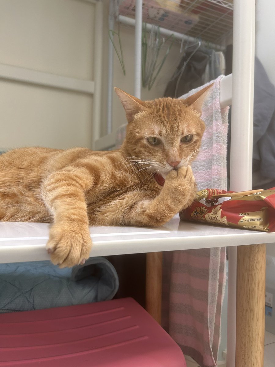 台湾の茶トラ猫🍊ゆず tweet media