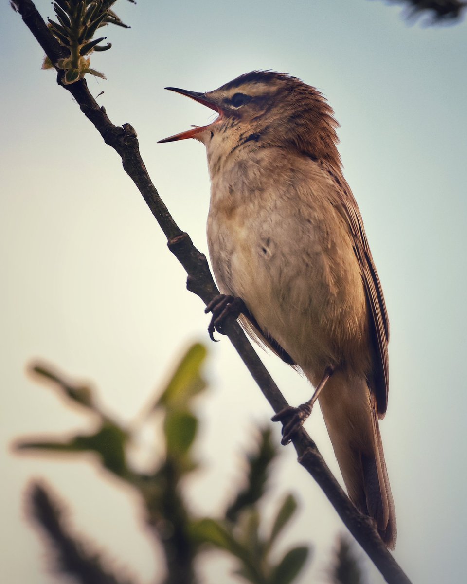 WLH1972's tweet image. Sedge warbler (this morning) 

Let’s see your photos of birds singing  - 🎶 🎵 @RSPB_Strumpshaw @Natures_Voice 

#sing #song #beauty #spring