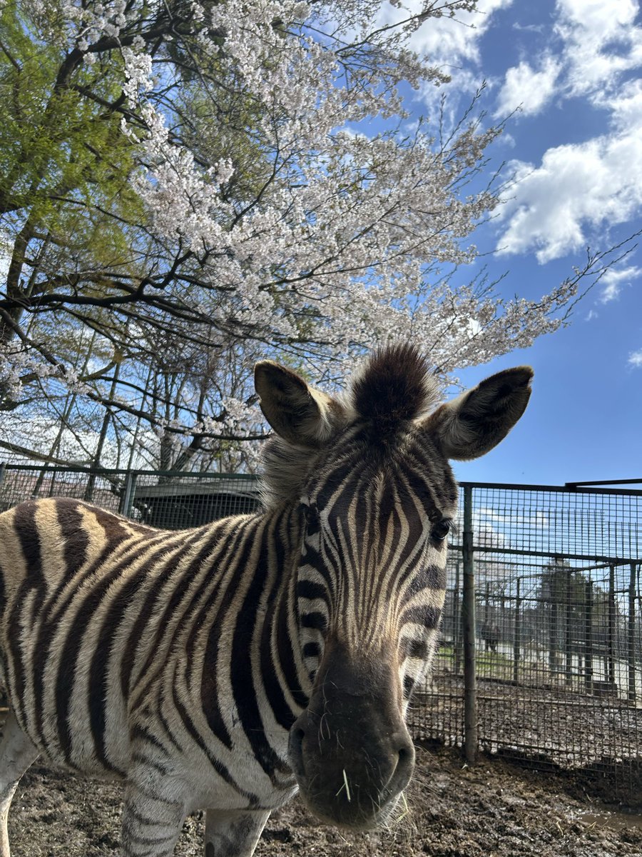 NASU_SAFARIPARK's tweet photo. お久しぶりの #シマウマ の #コミミ です
気づけばあっというまに桜が葉桜になってました🌸🌱

#那須サファリパーク  #チャップマンシマウマ  #ChapmansZebra #コミミ https://t.co/u9a8yJnHYV