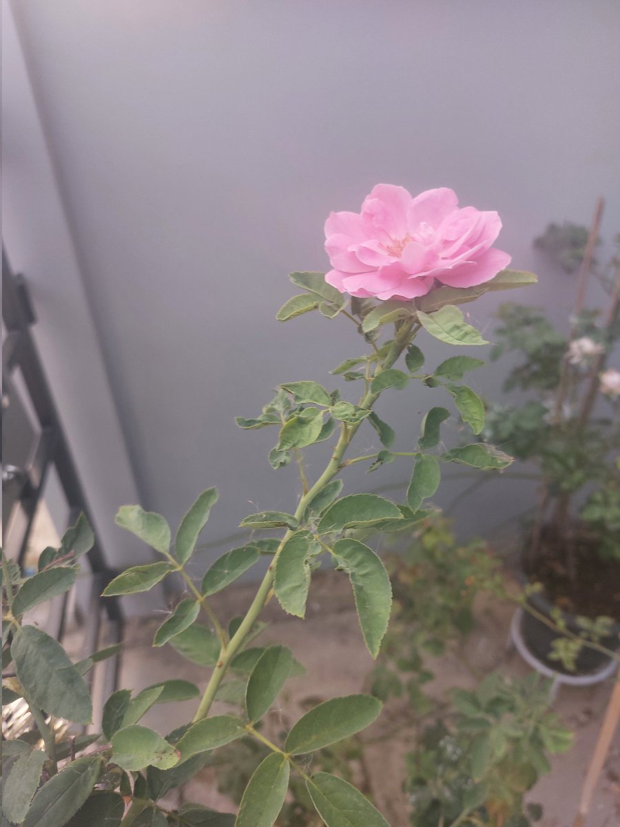 TVXQ! Only5 W☃️🎄🎅 tweet media