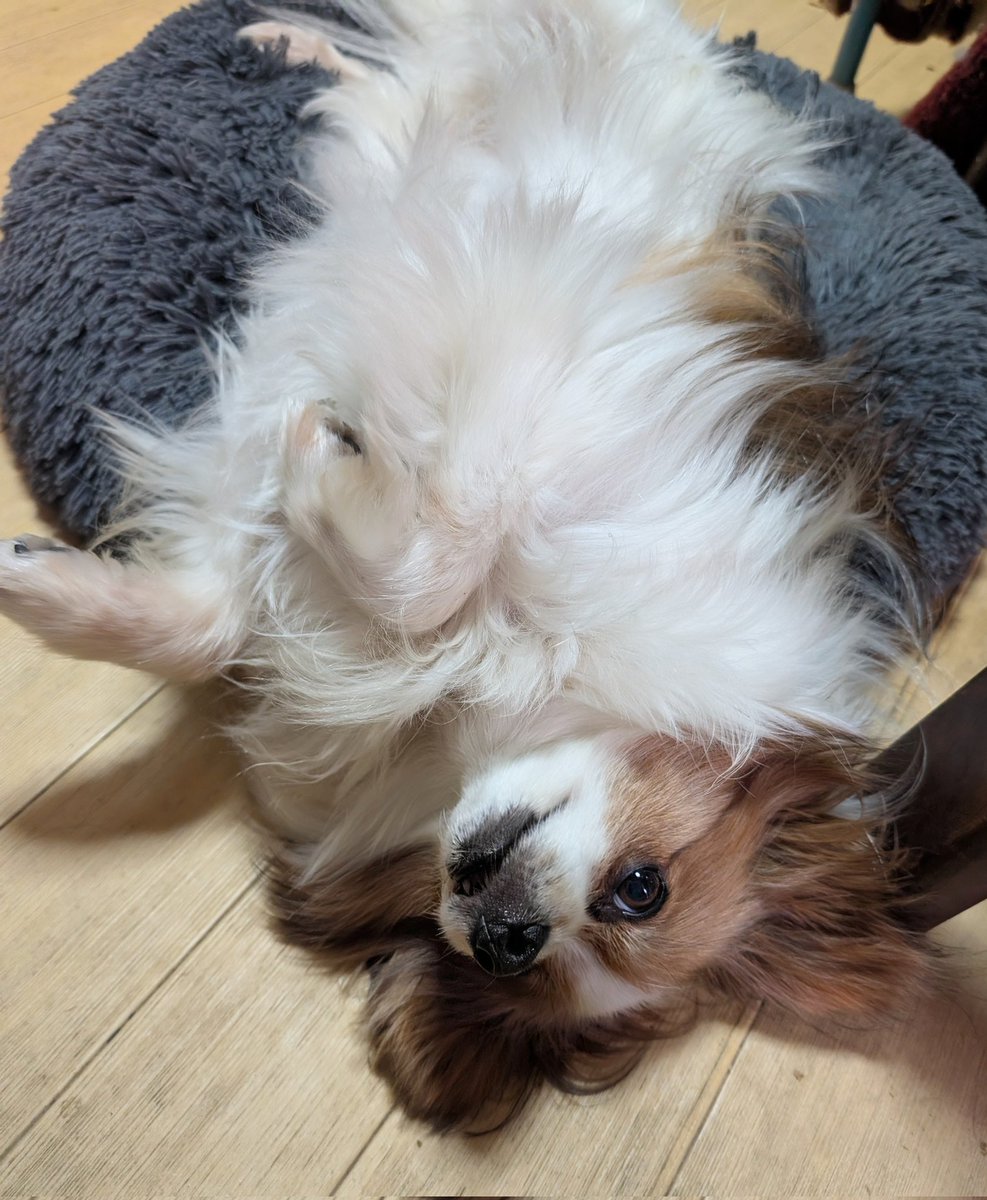 パピ🐶とかなの日常な呟き🐦💗🍀✨🎶 tweet media