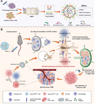 Scientists have developed a chemically engineered "tumor void" nanovaccine (dMVac) using a biomimetic synthesis strategy.
cd-bioparticles.net/services/mrna-…