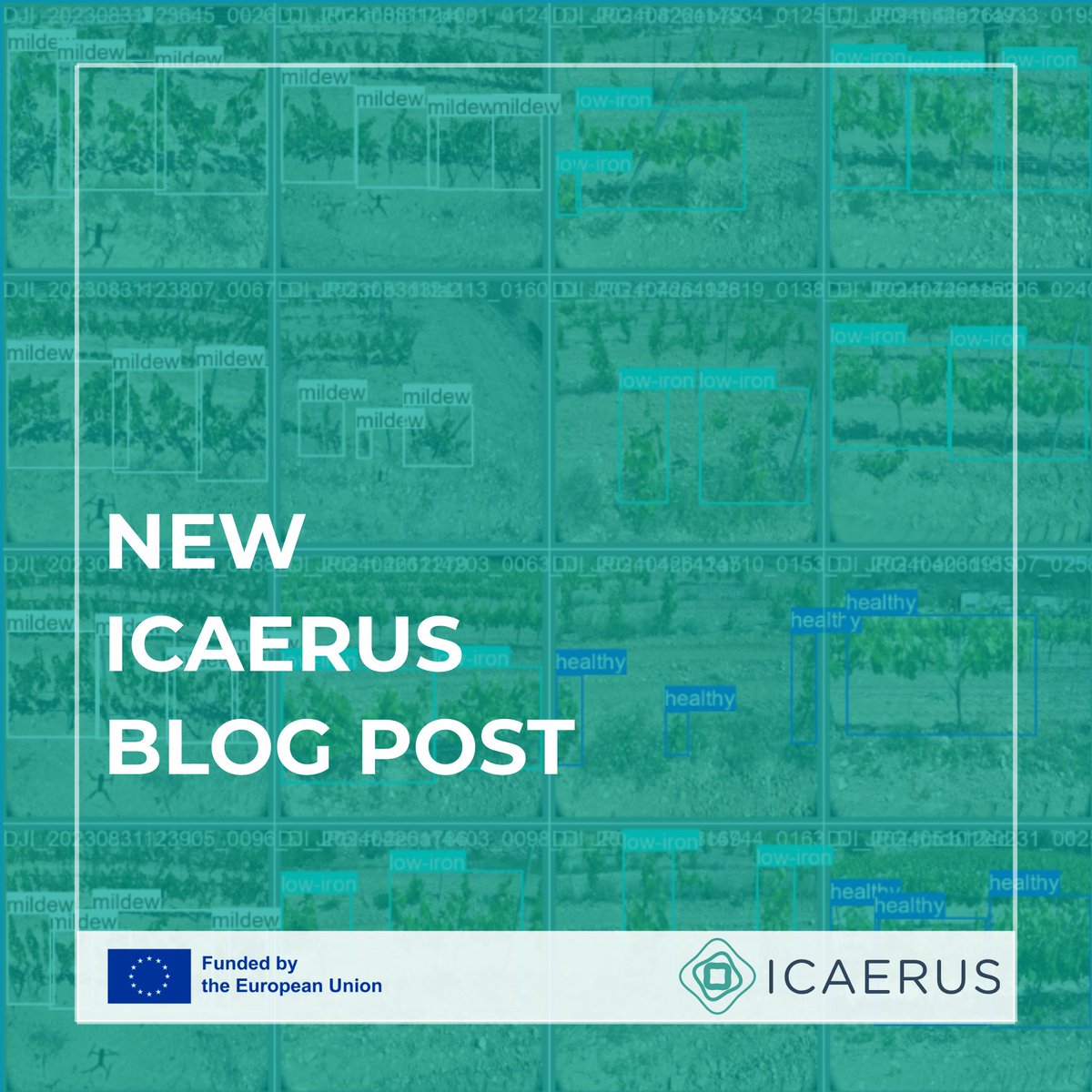 icaeruseu's tweet image. 🍇 Seeing every vine, acting earlier

Drone monitoring combines field overview, plant-level insights &amp;amp; multispectral data for early detection.

More precision, fewer inputs, better decisions.

👉 shorturl.at/uM9NU

#HorizonEU #ResearchImpactEU #Drones #DroneAgriculture