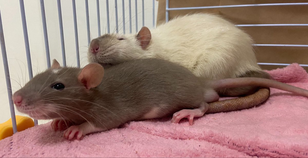 みんなちびに優しい ずっとこのままでいて欲しい