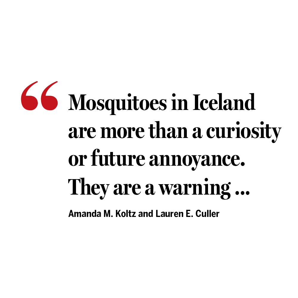 ScienceMagazine's tweet photo. Iceland—previously the only Arctic nation without mosquitoes—no longer holds that distinction.

"The detection of mosquitoes just north of Reykjavík in 2025 reflects an ecological shift already underway," write Amanda M. Koltz and Lauren E. Culler in a new #ScienceEditorial. https://t.co/shirXoHpK9