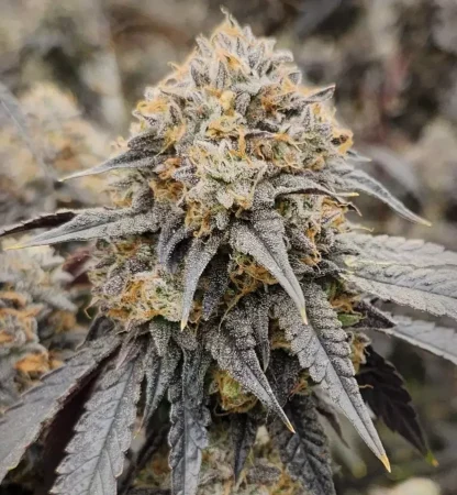 cannabulkseeds's tweet image. Hay genéticas que encajan desde el primer momento

Dulce, cremosa, con ese perfil afrutado que se queda

Pink Payton Fastversion 🌱

Últimos días con 25% de descuento

cannabulkseeds.com/producto/pink-…

#CannabisSeeds #FastVersion #GrowYourOwn