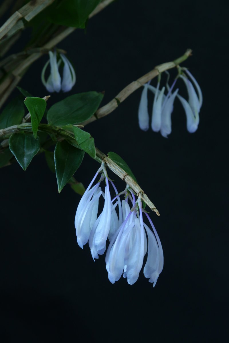 （株）東京オーキット・ナーセリー tweet media