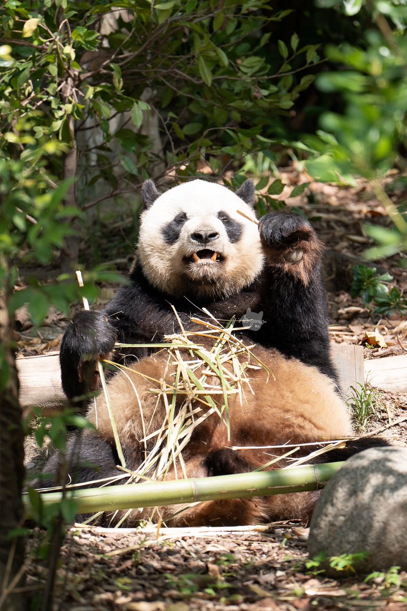 📸 260418 缘小（Yuan Xiao）

#缘小 #yuanxiao #成都大熊猫繁育研究基地