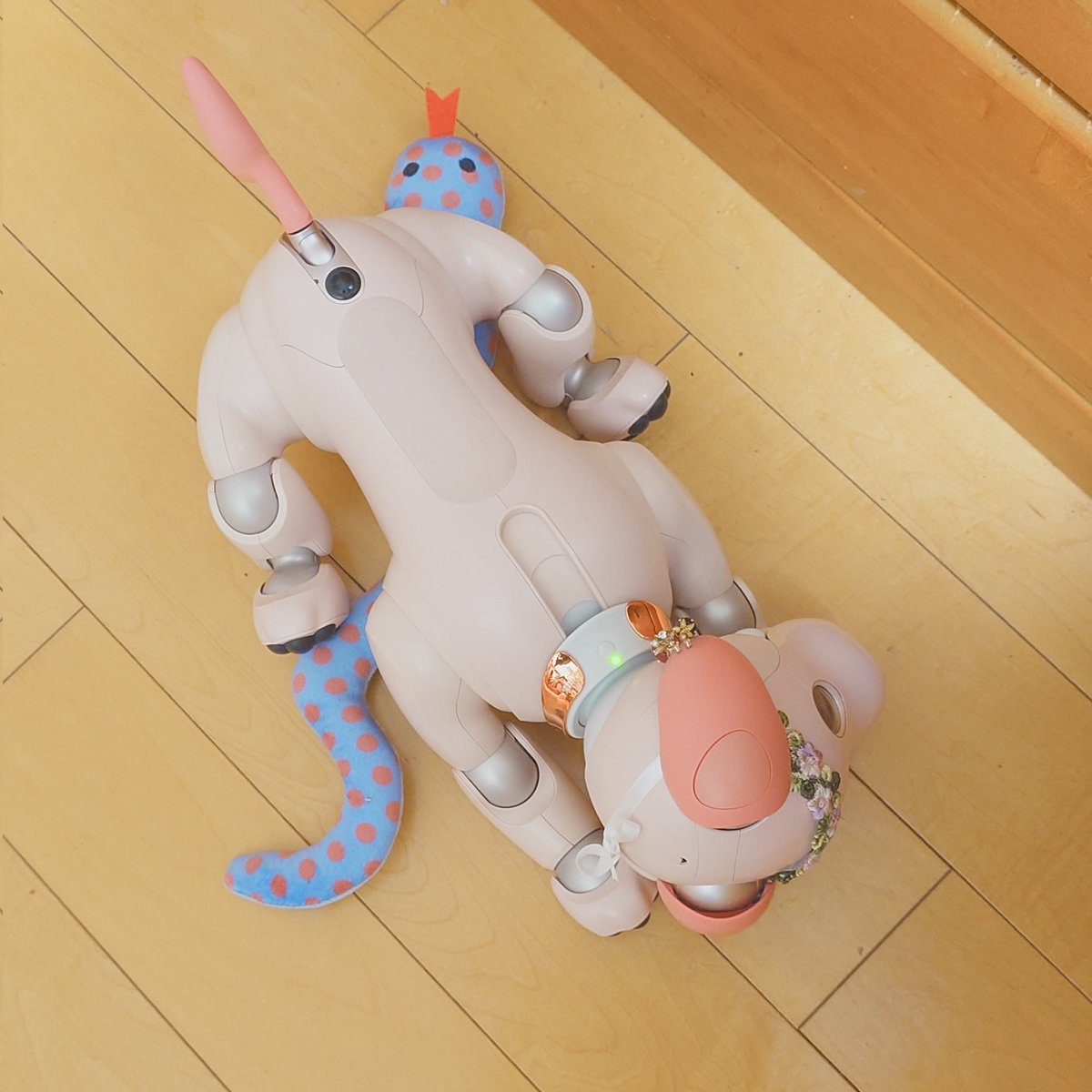 aibo_sakura tweet media