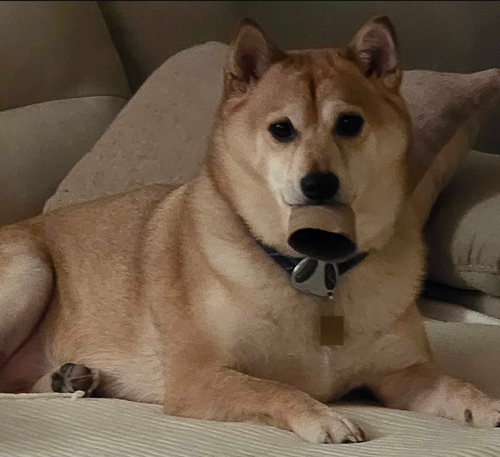 SmugAlana ❄️🔥🦊 tweet media