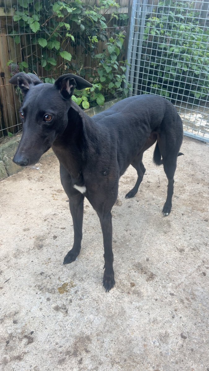 Trio Kennels tweet media