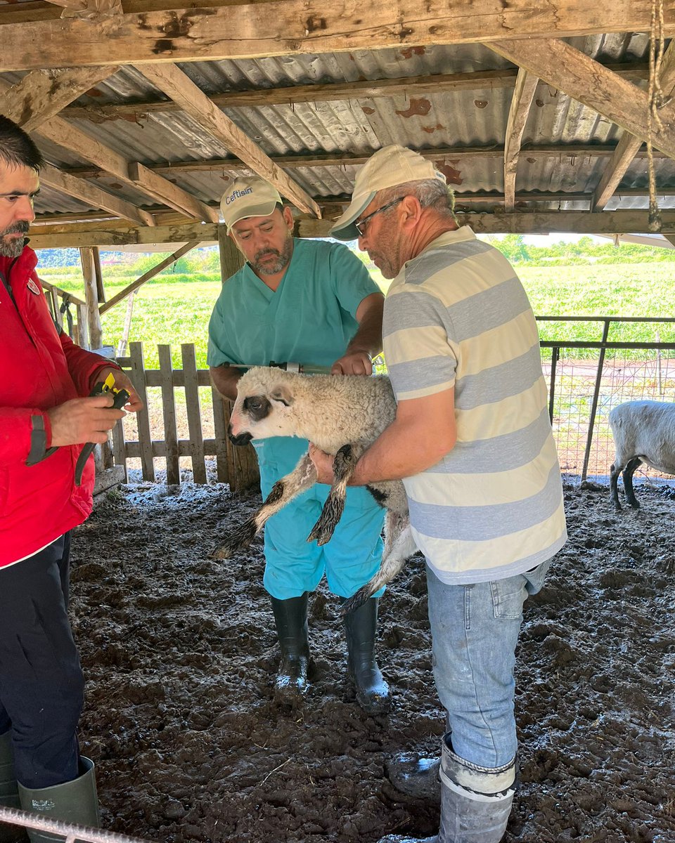 ortacatarim's tweet image. Okçular Mahallemizde 2026 yılı #KüçükbaşAşılama ve kimliklendirme kampanyası kapsamında kuzu ve oğlaklara #PPR ve #Çiçek aşıları uygulandı, küpeleme yapılarak kayıt altına alındı. Sağlıklı ve izlenebilir #HayvanSağlığı için çalışmalarımız sahada devam ediyor.