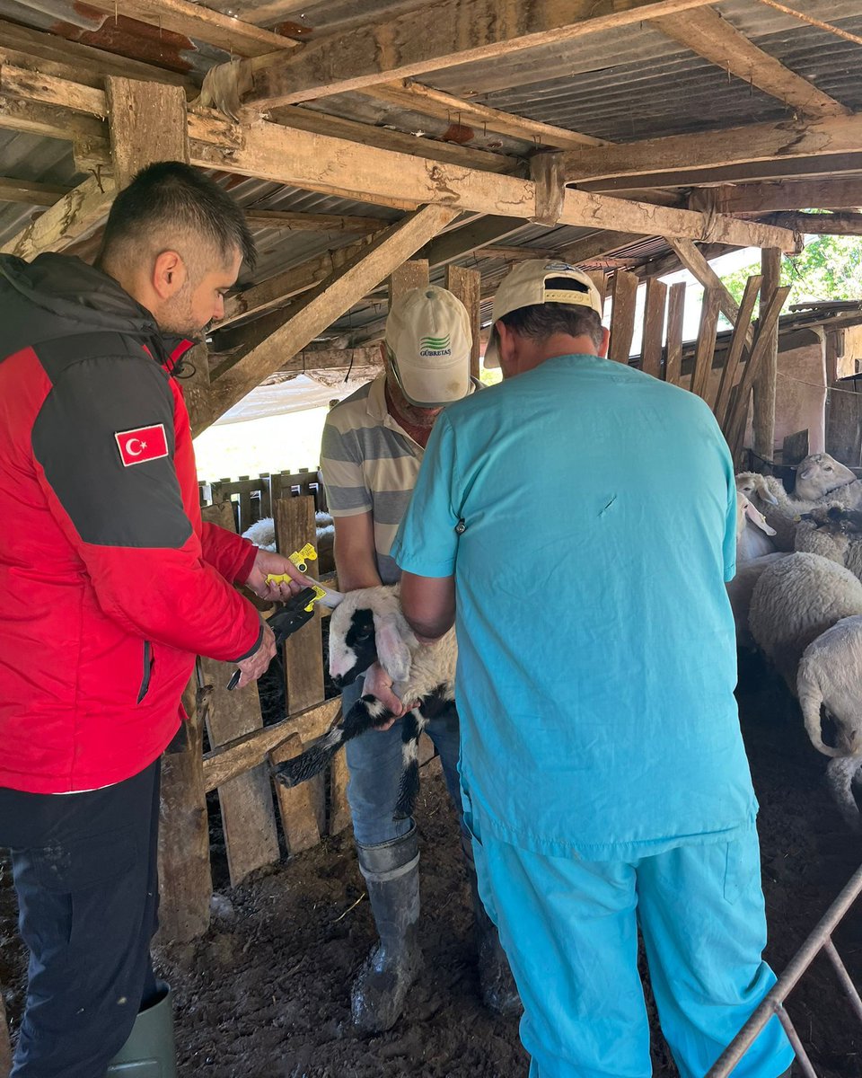 ortacatarim's tweet image. Okçular Mahallemizde 2026 yılı #KüçükbaşAşılama ve kimliklendirme kampanyası kapsamında kuzu ve oğlaklara #PPR ve #Çiçek aşıları uygulandı, küpeleme yapılarak kayıt altına alındı. Sağlıklı ve izlenebilir #HayvanSağlığı için çalışmalarımız sahada devam ediyor.