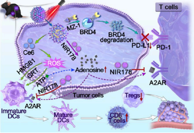 Researchers have developed carrier-free nanoparticles (MNC NPs) by integrating BRD4-targeting Proteolysis-Targeting Chimeras (PROTACs), adenosine A2A receptor (A2AR) antagonists, and photosensitizers, aiming to enhance the efficacy of immunotherapy.
cd-bioparticles.net/protac