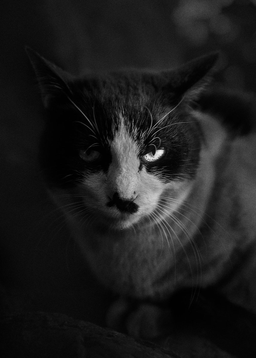 しゃくろー | Yushi K. tweet media