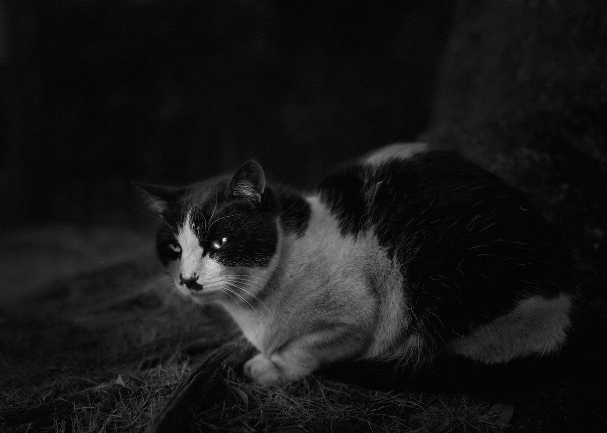 しゃくろー | Yushi K. tweet media