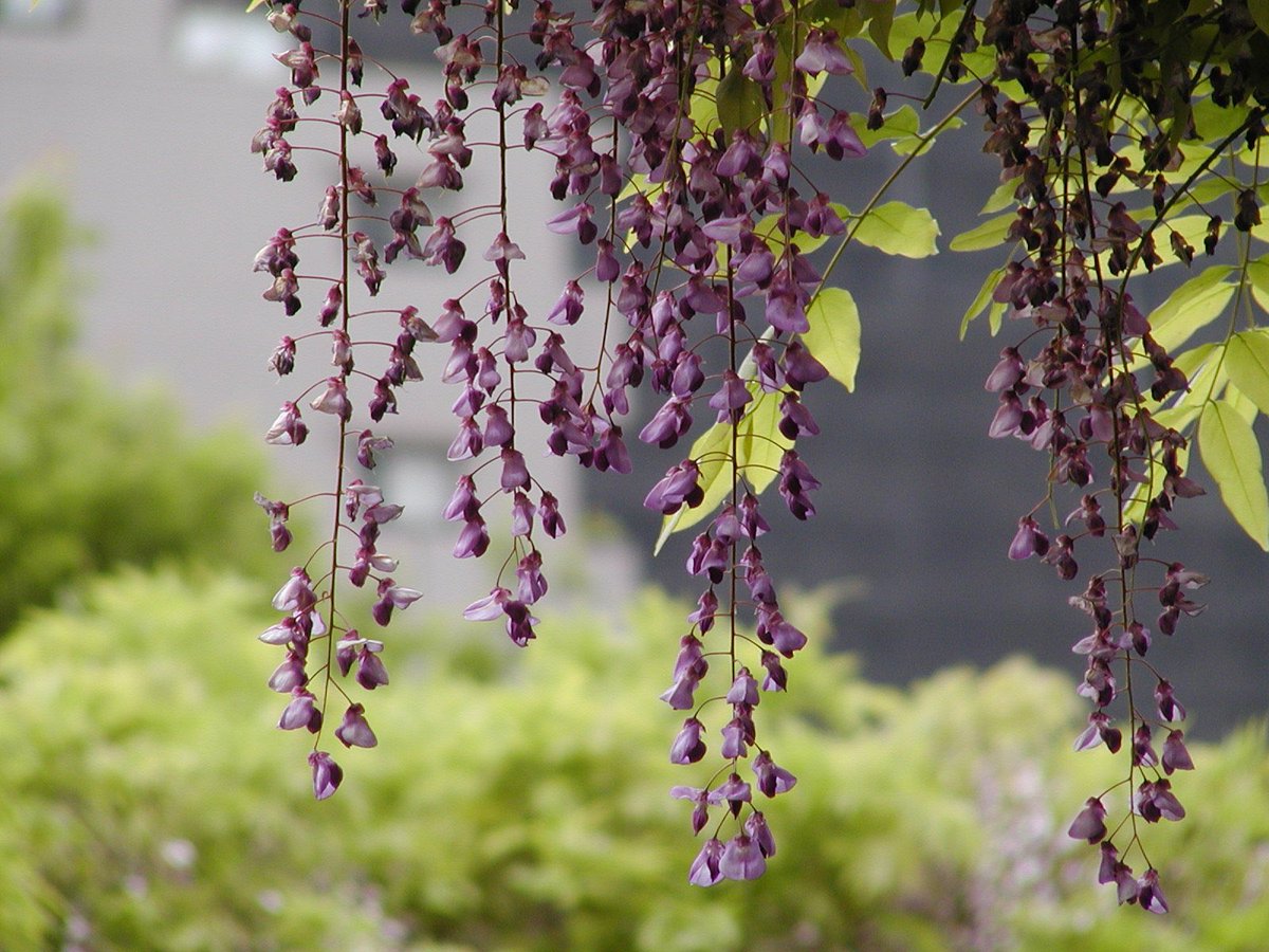 1000mi0's tweet photo. OLYMPUS CAMEDIA C-2100 Ultra Zoom
亀戸天神社
開花状況によると昨日の時点で「満開〜散り始め」とのこと。
#亀戸天神社 #亀戸 #江東区 #OLYMPUS #CAMEDIA #オールドデジカメ https://t.co/Xrb3gUmDj9