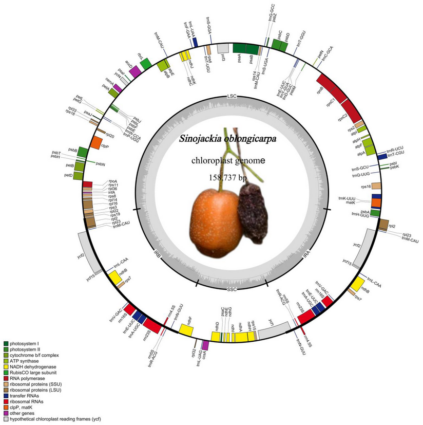 DiversityMDPI's tweet image. 🧬 Plastid Phylogenetics, Biogeography, and Character Evolution of the Chinese Endemic Genus Sinojackia Hu

👥 Xing Jian et al.
🔗 Read at: brnw.ch/21x1MDc

#Diversity #Sinojackia #Plastome #Evolution

📸Figure 2. Plastome map of S. oblongicarpa.