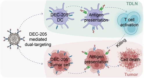 Dae-Hyuk Kweon and Yoosoo Yang of Sungkyunkwan University have devised a strategy based on dual-targeting LNPs that simultaneously enhances antigen presentation in both DCs and tumor cells.
cd-bioparticles.net/services/synth…