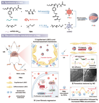 Scientists have devised a novel "fenestration restoration strategy" utilizing ultrasound-responsive polymeric dual-prodrug nanoassemblies (PMS) co-loaded with an nitric oxide prodrug (mSNO) and polymetformin (PMet).
cd-bioparticles.net/ultrasound-res…