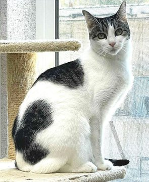 sachikoko's tweet photo. 👉🏽SENIOR ALERT🙏🏽PLZ SHARE👈🏽
🌷Shy, Sweet 8.9YO #Senior White & Tabby Kitty OLIVE🌷
🔔Needs A Loving #FureverHome🏡
➡4 INFO https://t.co/CP8SdBxvcs
🙏🏽#AdoptDontShop #AdoptMe
#StHelena, #CA #NorCal #Polydactyl #SpecialNeeds
✅#FeLV+ Cats We Care Animal Rescue
#RehomeHour #US #CATS https://t.co/4BchpjxbQA