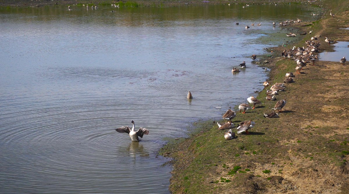 KashmirLife's tweet image. Kashmir's Wullar Lake

Kashmir Life's @ishoaibnazir  documented #Wullar Lake, #Kashmir’s lifeline and #Asia’s vast freshwater treasure, sustaining livelihoods, wildlife, and centuries of history, through their lens. See photos