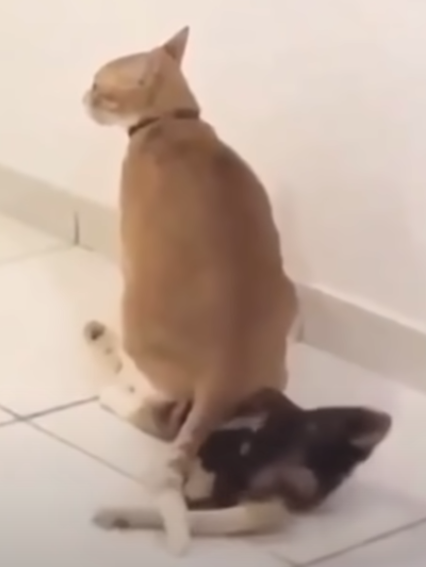 Banyue April 
Cat behavior 
#Banyue