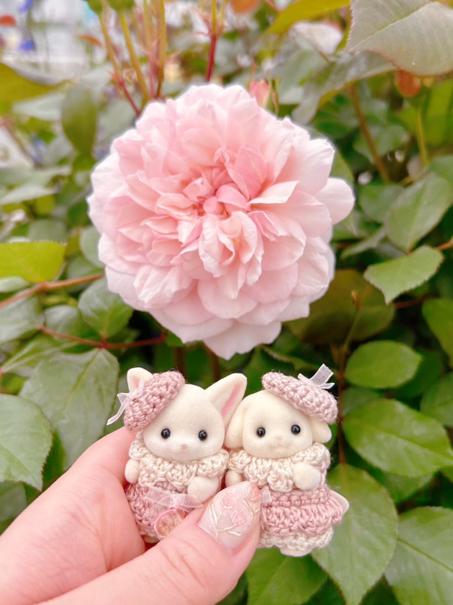 kokuma🐻🌿 tweet media