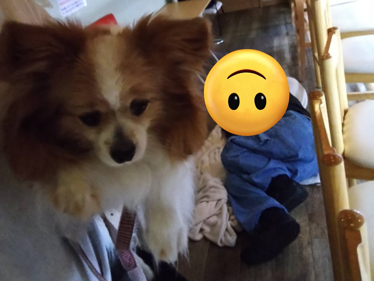 barmadogiwa's tweet image. 04/21
かようびo(^o^)o

BARふてぎわ

営業時間
19:00～02:00

かなめ(〜24:00)
りゅうせい(〜24:00)
きょうへい(21:00〜)

バボちゃんの悲しげな顔がまた…
良いね。(記憶なし)

本日も宜しくお願いします〜。

#町田
#ゲイバー
#LGBTQ
#まどぎわ
#ふてぎわ