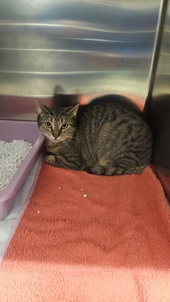 yolanda schultes tweet media