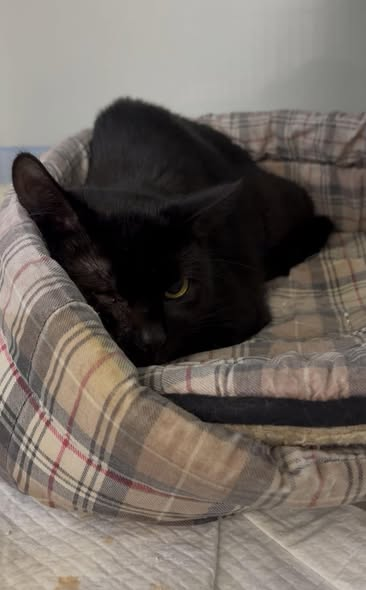 yolanda schultes tweet media