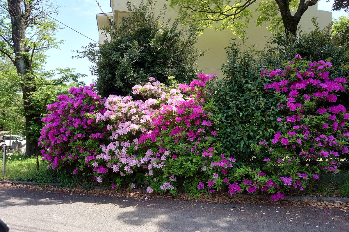 shuffle244react's tweet photo. 満開のツツジ
雑に扱われる花のイメージであまり綺麗なイメージなかったけど
見事なもんだ https://t.co/q84veiFgZK
