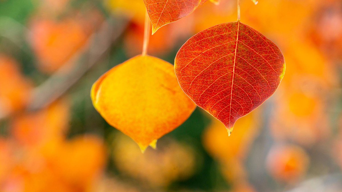 ImaneKitoune's tweet image. Another late night at the desk—coffee refilled, notes spread, but one step closer to the goal.  #OverTimeVibes #WorkInProgress